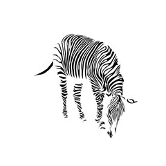 sketch of a zebra drawing with a transparent background