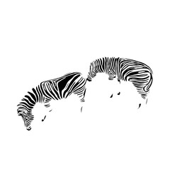 Obraz na płótnie Canvas sketch of a zebra drawing with a transparent background