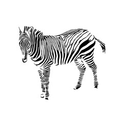 Fototapeta na wymiar sketch of a zebra drawing with a transparent background