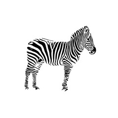Obraz na płótnie Canvas sketch of a zebra drawing with a transparent background