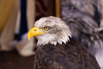 Portrait of an American bald eagle