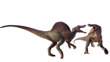 Spinosaurus roaring dinosaur isolated on blank background PNG	