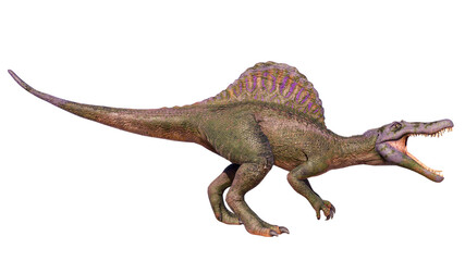 Spinosaurus roaring dinosaur isolated on blank background PNG	