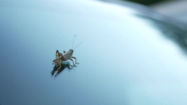 Cricket crawling on a Windshield