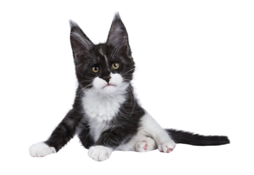 Expressive black smoke with white Maine Coon cat kitten, getting up. Looking curious towards camera. isolated cutout on a transparent background .
