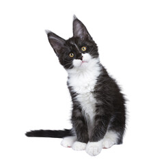 Expressive black smoke with white Maine Coon cat kitten, sitting up facing front. Looking curious...