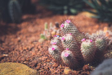 cactus in pot with flower. home plant decoration concept.