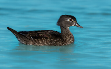 Female wood duck