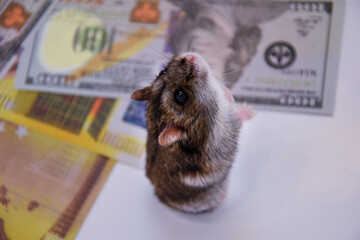 A domesticated Djungarian hamster sits on dollars and looks into the lens close-up. Lots of space for text.
Campbell's pygmy hamster Phodopus campbelli