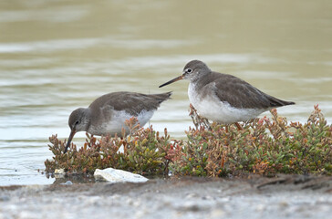 Redshank feeding at Asker marsh, Bahrain