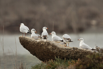 Black-headed gulls perched on a rock at Asker marsh, Bahrain
