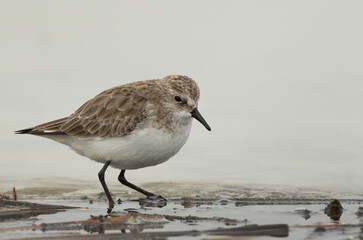 Closeup of a Little Stint at Asker marsh, Bahrain