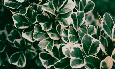 colorful tropical leaves 