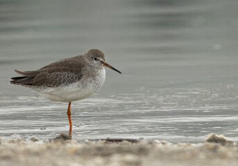 Portrait of a Red shank at Asker marsh, Bahrain