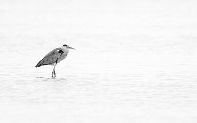 Grey Heron, a highkey image,  Asker marsh, Bahrain