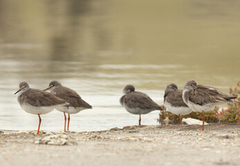 Obraz premium Redshanks at Asker Marsh, Bahrain