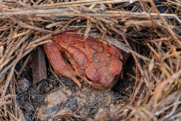 Crapaud commun brun enfoui dans le sol sous du paillage dans un potager