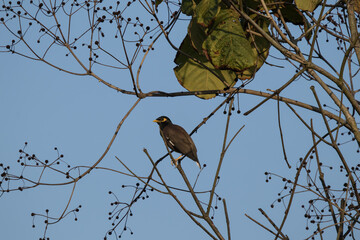 Common Myna bird
