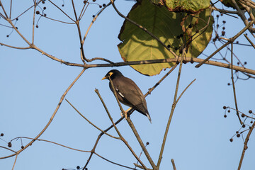 Obraz premium Common Myna bird