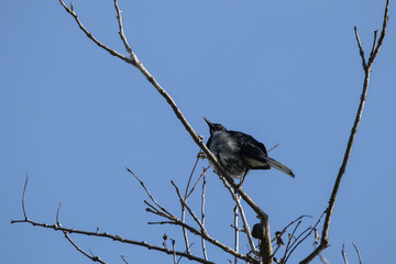 One Magpie Perched bird on tree