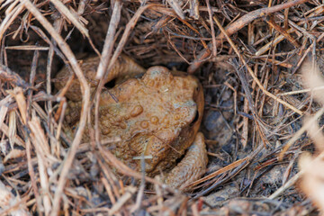 Crapaud commun beige enfoui dans le sol sous du paillage dans un potager
