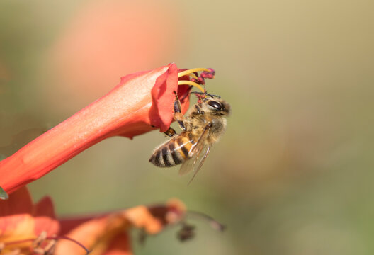 An Italian x Caucasus honey bee suckling nectar on a cape honeysuckle (Tecoma capensis)