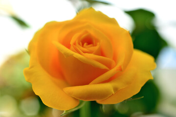 flower head of yellow rose with petals isolated, macro
