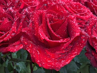 Red rose flowers with rain drops on petals.