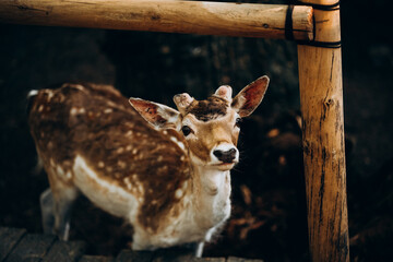 Cute Spotted Deer with big eyes without horns - 561031153