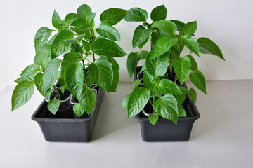 seedling of pepper plants in plastic containers isolated on white background, close-up