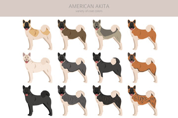 American Akita dog clipart. All coat colors set.  Different position. All dog breeds characteristics infographic