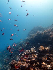 Obraz na płótnie Canvas Red Sea fish and coral reef