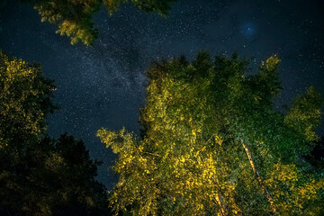 Fototapeta na wymiar The starry sky through the trees, the milky way between the treetops illuminates the path in the forest. The starry sky is slightly overcast. Soft focus, long exposure shooting. atmosphere of romance