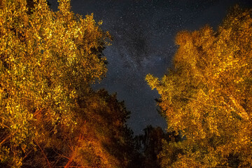 The starry sky through the trees,the milky way between the treetops illuminates the path in the forest.The starry sky is slightly overcast.Soft focus, long exposure shooting.travel and romance concept