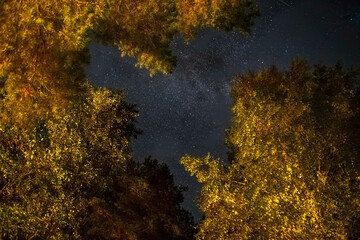 The starry sky through the trees, the milky way between the treetops illuminates the path in the forest. The starry sky is slightly overcast. Soft focus, long exposure shooting. romantic night