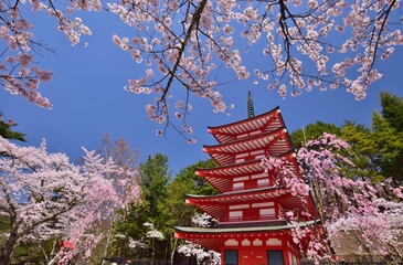 青空に映える桜と五重塔　新倉山浅間公園
