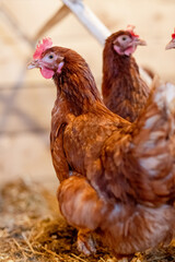 red hen in chicken coop close-up. Poultry for farming in the village