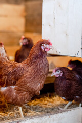 red hen in chicken coop close-up. Poultry for farming in the village