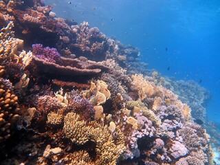 Fototapeta na wymiar Red Sea fish and coral reef