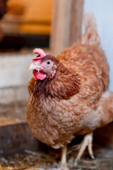 red hen in chicken coop close-up. Poultry for farming in the village
