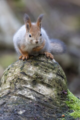 European red squirrel