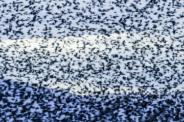 flight of starlings in the light of a winter morning