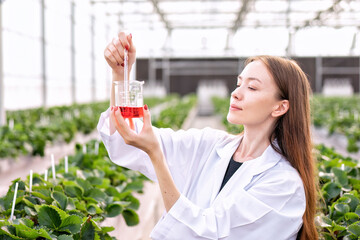 Fruit researcher in greenhouse hydroponic farming test natural liquid fertilizer grow of strawberry