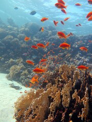 Naklejka na ściany i meble Red Sea fish and coral reef