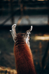 A red llama with big ears stands with his back - 561036134
