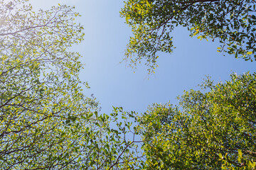 Upper view of Ivory coast almond tree branches with white cloud and blue bright sky background.