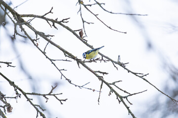 Blue tit on a branch. Parus caeruleus