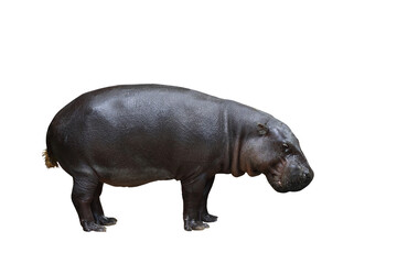 Hippopotamus isolated on transparent background png file	