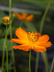 orange flower