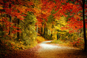 Naklejka premium Wonderful autumn landscape. Beautiful romantic alley near popular alpine lake Grundlsee with colorful trees. Scenic image of forest landscape at sunny day. stunning nature background